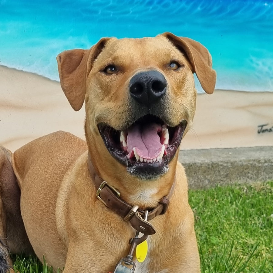 Buddy! He's just here for snacks, balls & beach swims 🐾